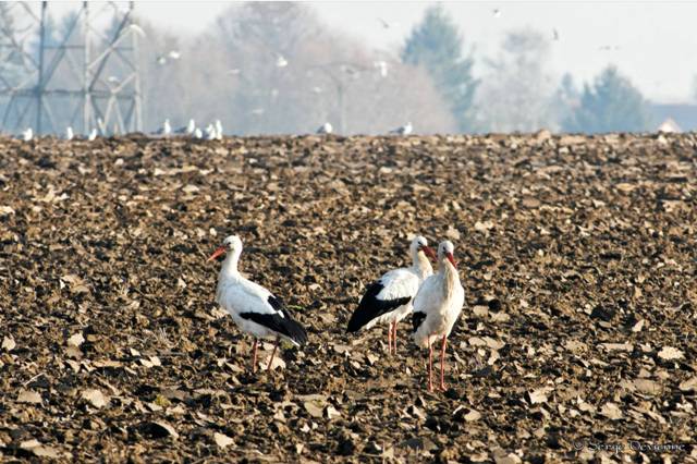 DSC07532_DxO (2).jpg - Champ labouré Masny Blanc Cul (4/1/2011)